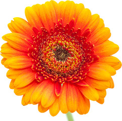 gerbera