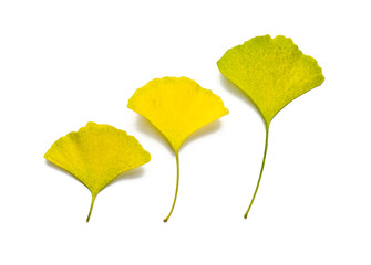 Ginkgo