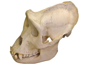 gorilla skull isolated on white