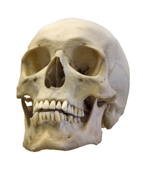 old skull isolated on white