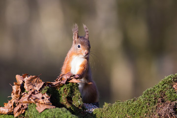 Red Squirrel in Scotland