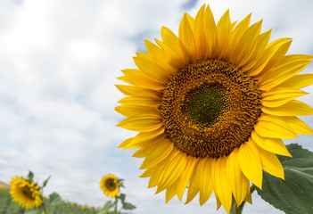 Fototapeta premium sunflower 5