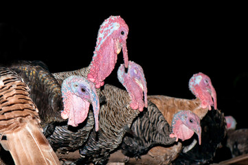 Turkeys Sleeping on Wood Rail