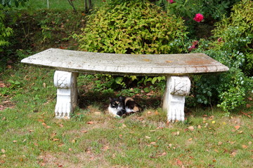 Obraz na płótnie Canvas Kot domowy zamknięty w ławce w ogrodzie