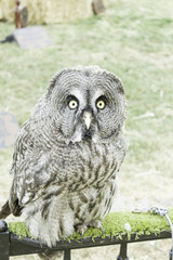 Owl showy