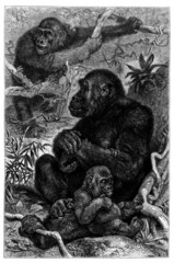 Fototapeta premium Monkeys : Gorilla