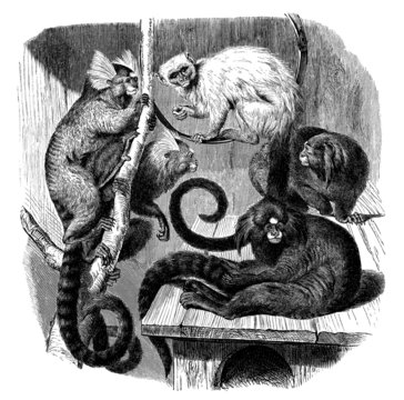 Small Monkeys - Petits Singes - Affe