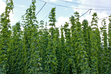 Fototapeta premium hop garden