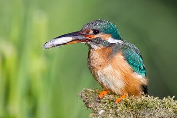 Kingfisher with fish