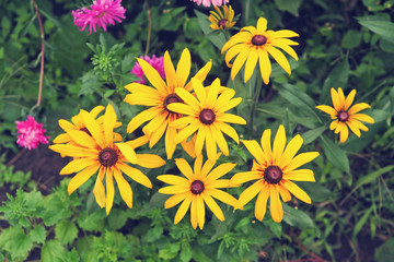 flower bed of yellow flowers