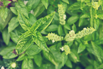 bush of basil in the garden