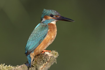 Kingfisher perched