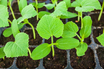 Young seedlings of melon in tray.