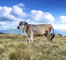 Carpathian cow