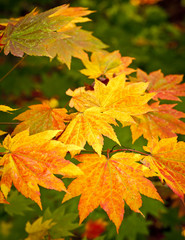 Autumn colours, Acer leaves
