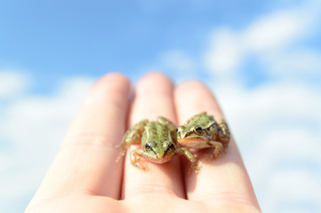 frog