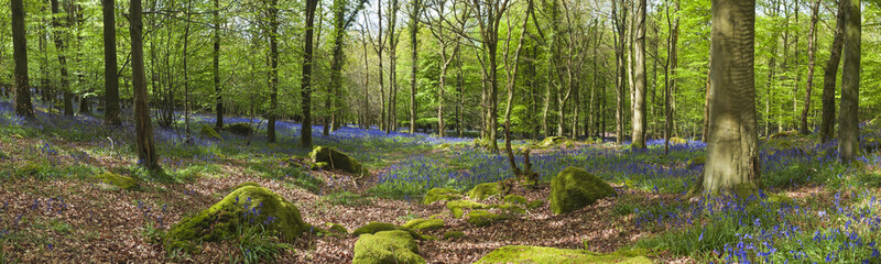 Magical forest and wild bluebell flowers