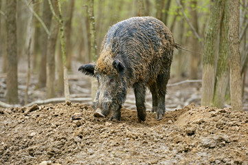 Wild boar in the autumn forest