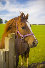Healthy horse portrait