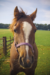 Healthy horse portrait