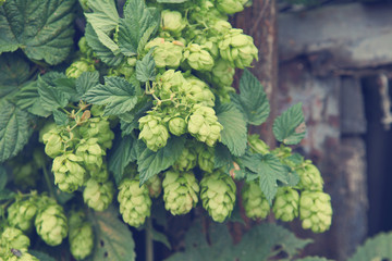 ripe cones of hops