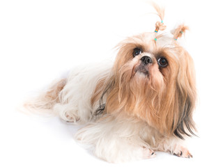 The chi-tzu dog with white background