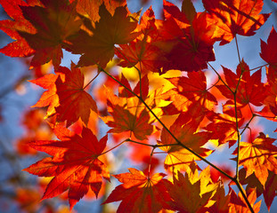 Autumn colours, Acer leaves