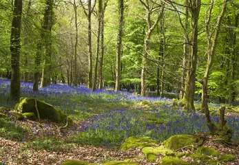  Magical forest and wild bluebell flowers © travelwitness