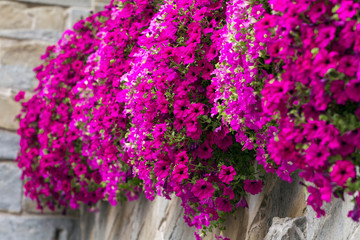 Fototapeta na wymiar Bright pink flowers closeup