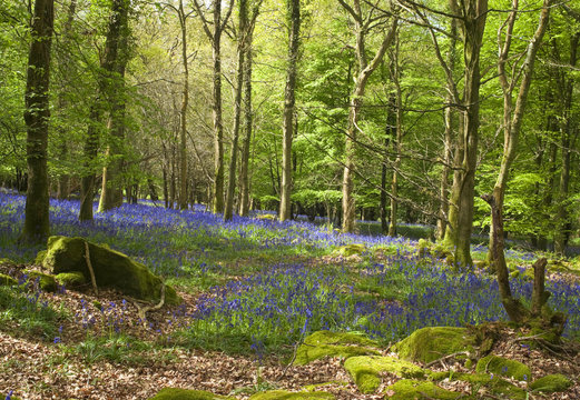 Magical forest and wild bluebell flowers
