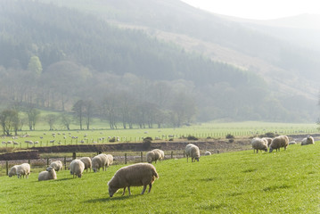 Fototapeta premium Healthy sheep and livestock, Idyllic Rural, UK