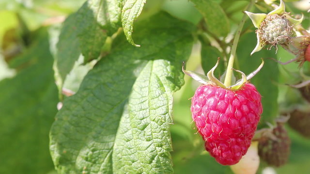 Ripe raspberry in the summer garden