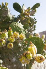 Opuntia cactus - obrazy, fototapety, plakaty
