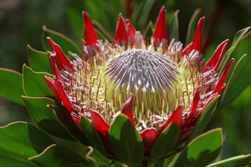 King protea growing on the plant. Hawaii, Maui, USA