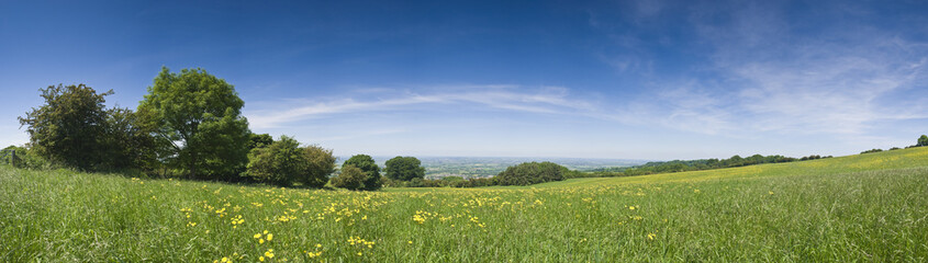Buttercup field, rural landscape