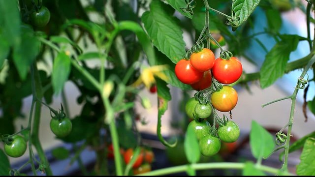 Cherry tomato in hothouse, footage