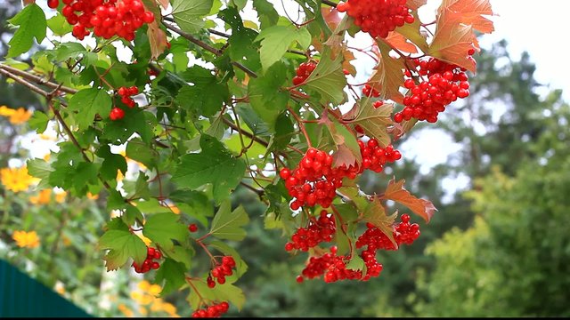 Viburnum tree in the garden
