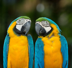 parrot