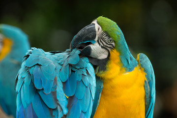 Naklejka premium parrot