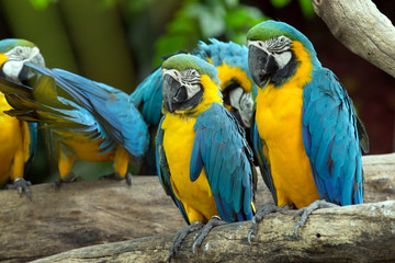 parrot