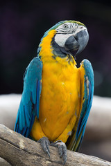 parrot