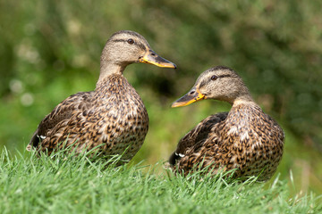 kaczki © Henryk Olszewski