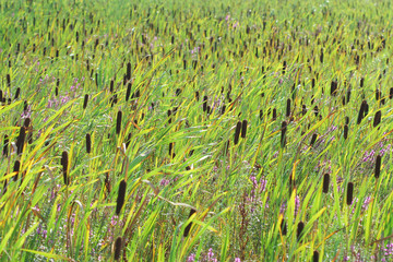 Reeds field with flowers in summer © grondetphoto