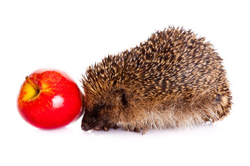 hedgehog isolated on white background