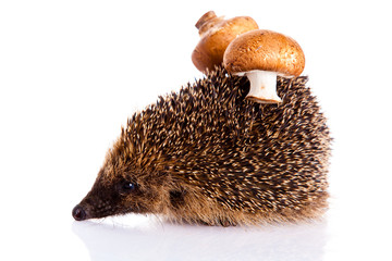 hedgehog isolated on white background
