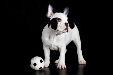french bulldog on white background