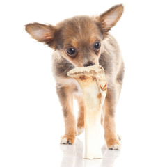chihuahua isolated on white background