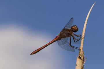 Rote Libelle mit blauem Himmel