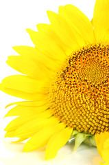 Sunflower isolated on white
