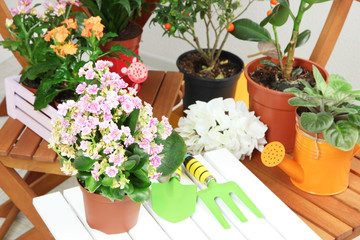 Many beautiful flowers in pots in room close-up